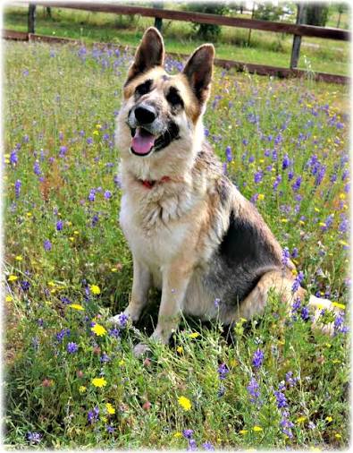 What Influences Puppy Pricing At Mittelwest German Shepherds